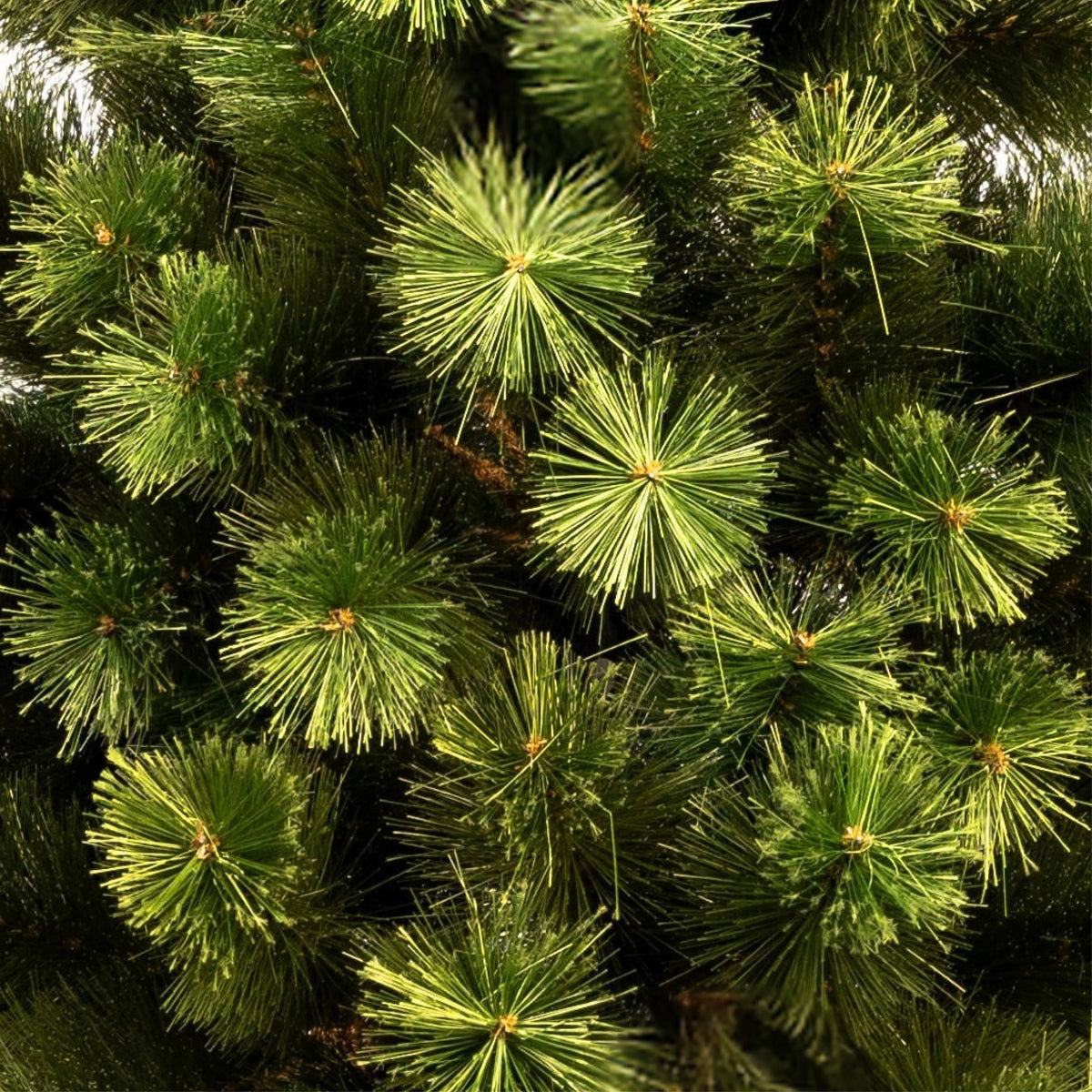 ÁRBOL NÁPOLES