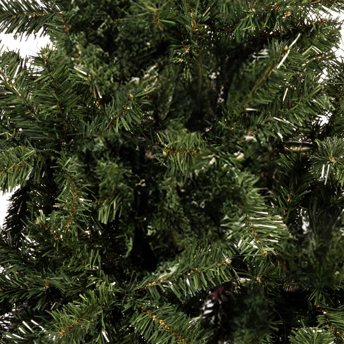 ÁRBOL ROMA