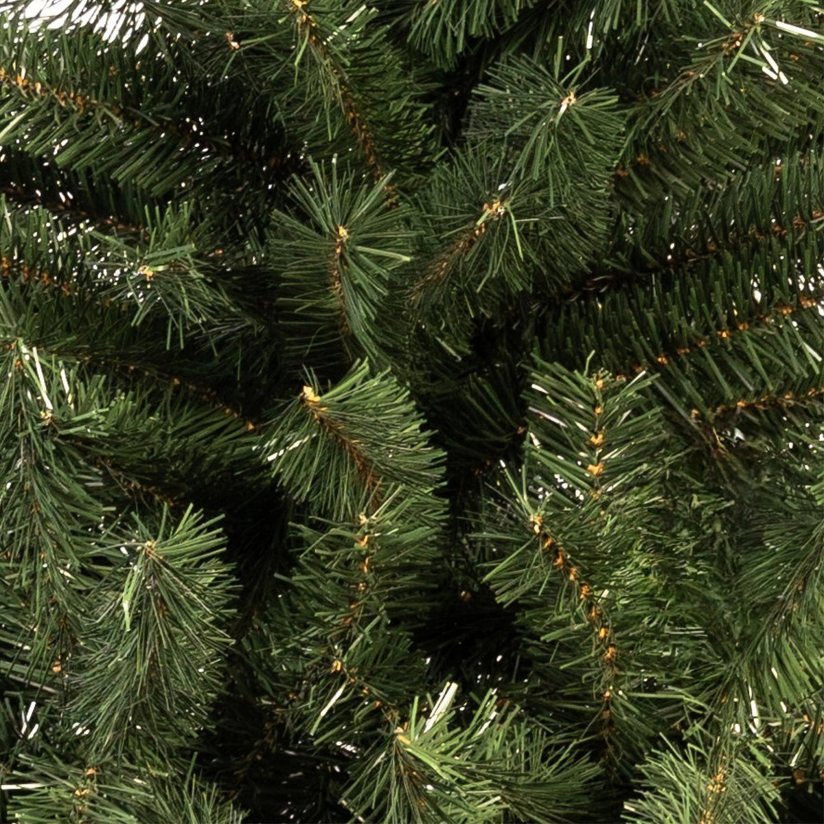 ÁRBOL IMPERIAL